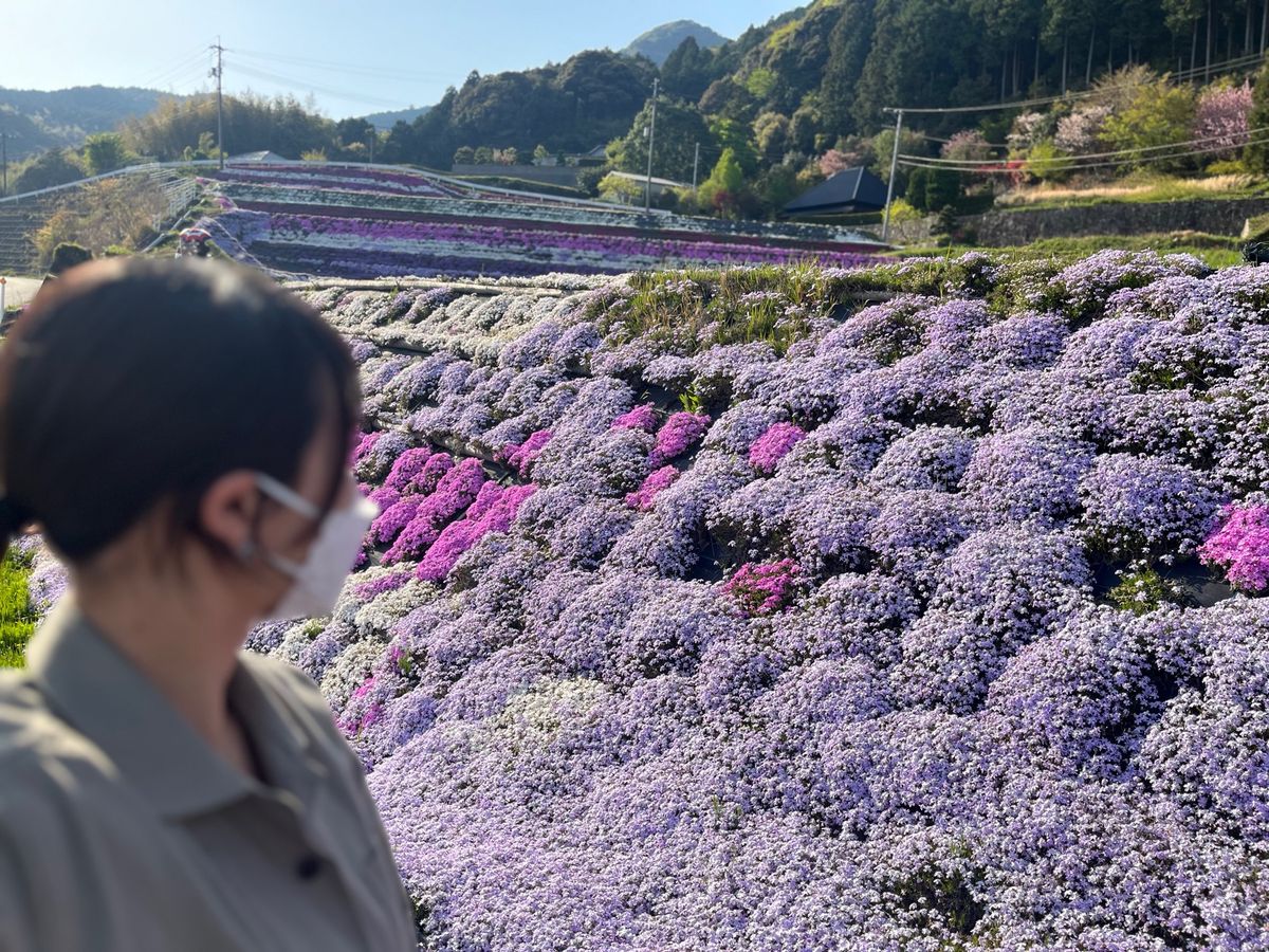 芝桜 
行き道途中に発見👀‼️