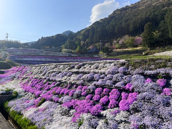 日本・山口県「山口県」の写真：芝桜 
行き道途中に発見👀‼️