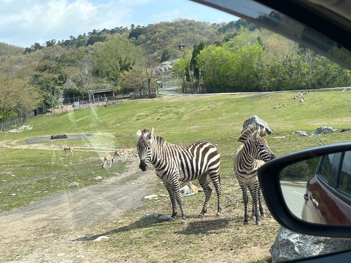 秋吉台サファリパーク