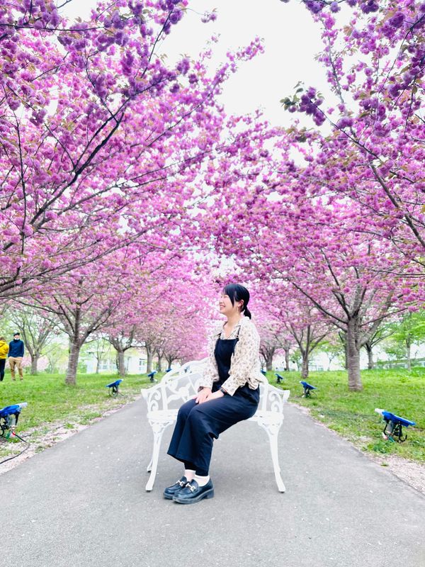 日本・岡山県「岡山県 新見」の写真：今まで見た夜桜の中でトップ