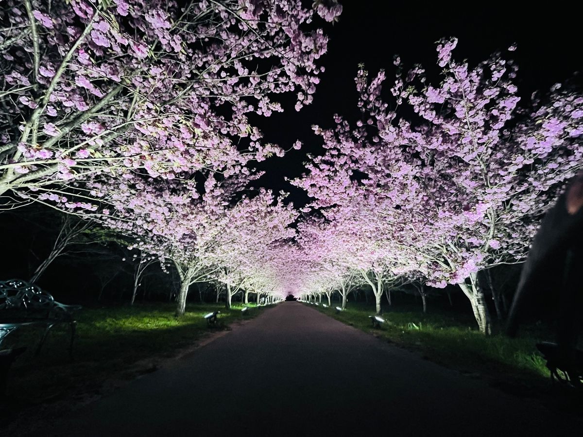今まで見た夜桜の中でトップ