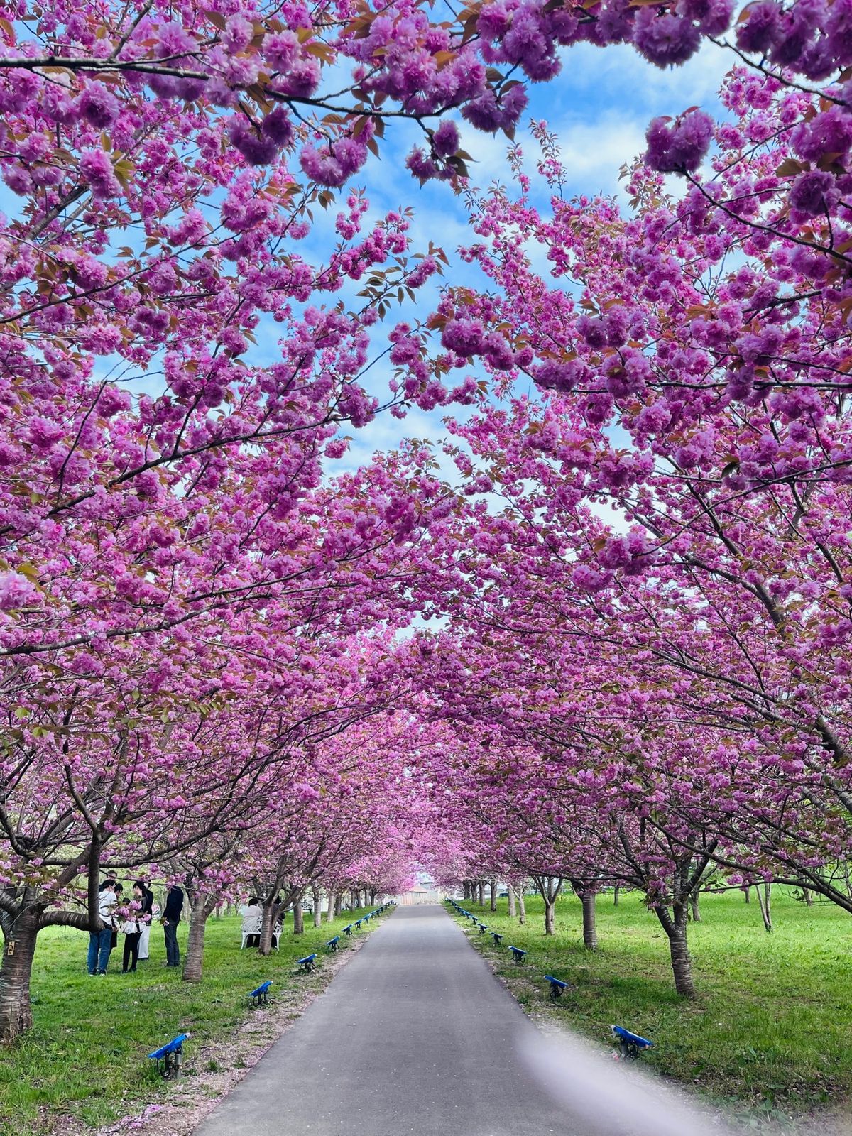 今まで見た夜桜の中でトップ