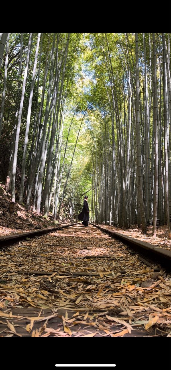 日本・鳥取県「鳥取県」の写真：廃線竹林