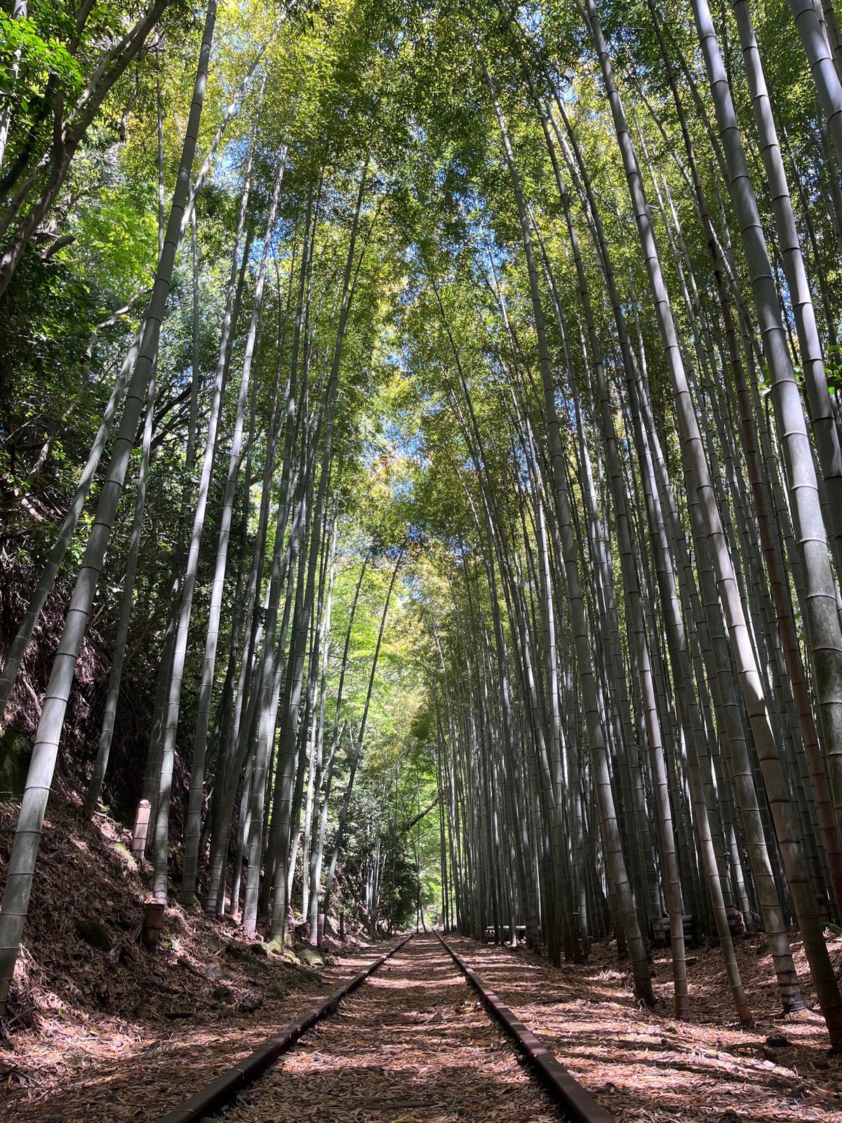 廃線竹林