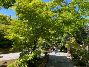 円通寺。初めて行きましたが、青紅葉が綺麗なお寺でした。なかなか良かったです。