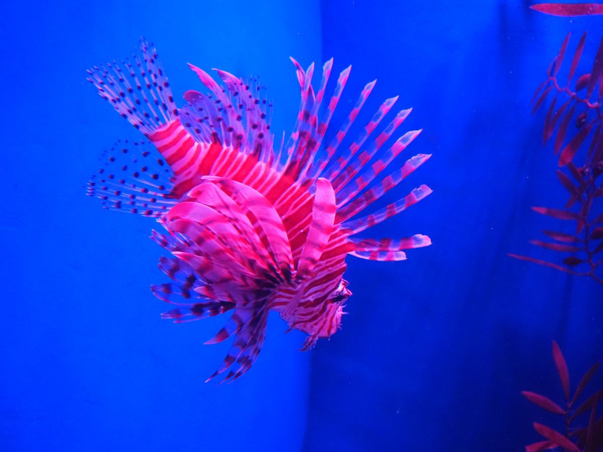 浅虫水族館。
ローカル水族館でなかなか楽しかった♡