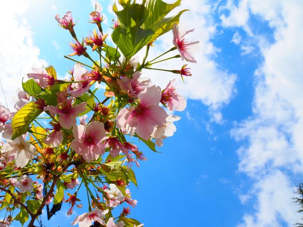 日本・青森県「青森県」の写真：弘前城🏯
桜終わってた〜！