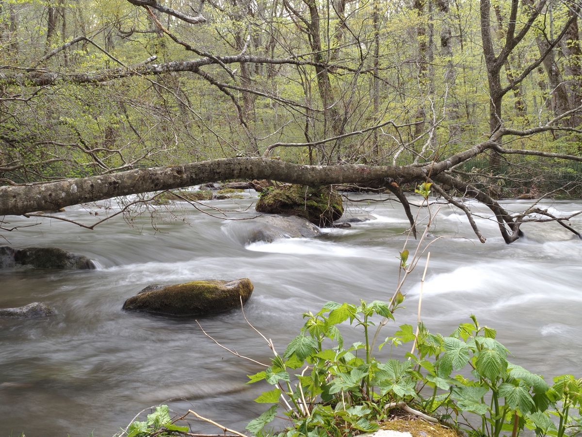 奥入瀬渓谷。
このシュワ〜って写真が撮りたくて📸
2日にわたってやっと成功♡