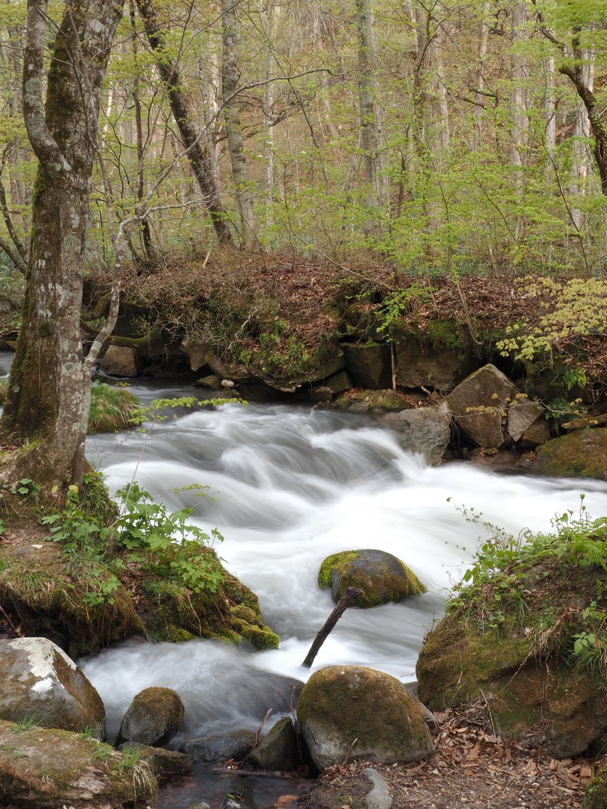 奥入瀬渓谷。
このシュワ〜って写真が撮りたくて📸
2日にわたってやっと成功♡