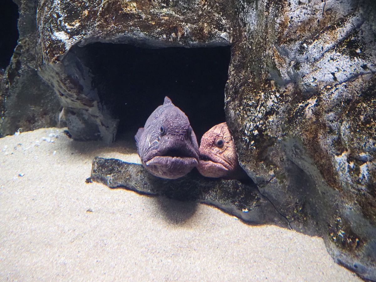 浅虫水族館。
ローカル水族館でなかなか楽しかった♡