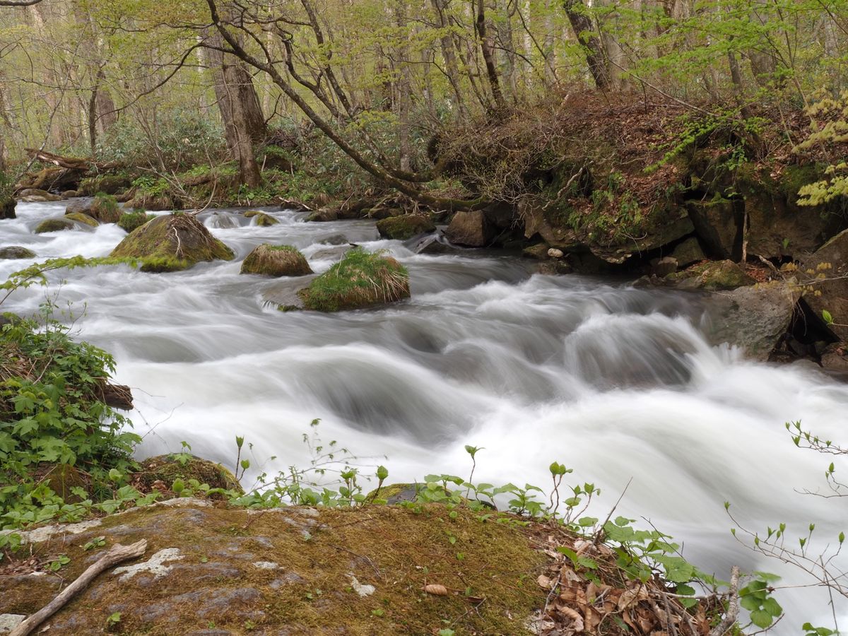 奥入瀬渓谷。
このシュワ〜って写真が撮りたくて📸
2日にわたってやっと成功♡