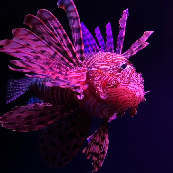 日本・別府「大分県」の写真：あざらしと、高足ガニと、おにかさごが
1...