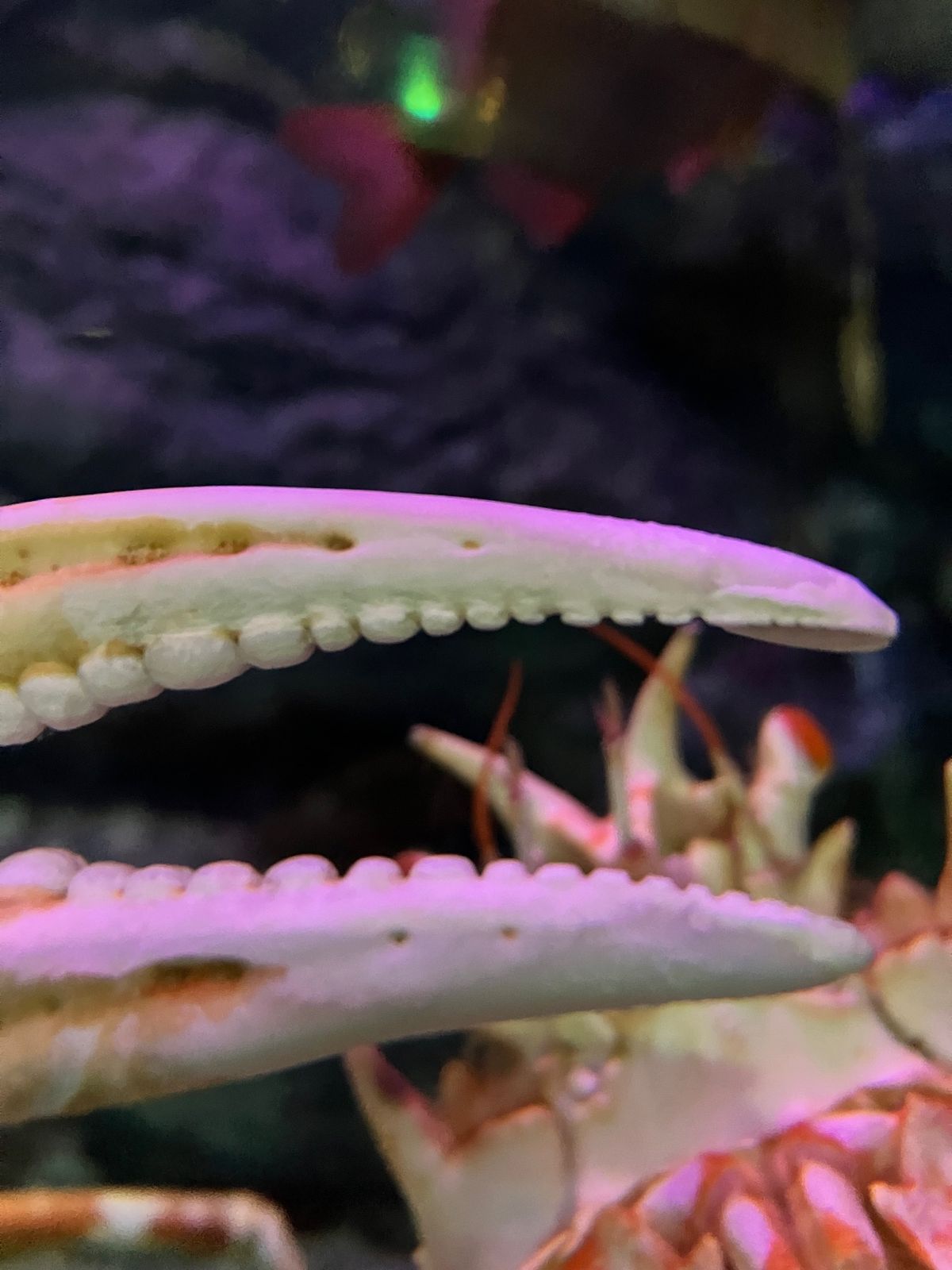 あざらしと、高足ガニと、おにかさごが
1番大好き♡
大分マリーンパレス水族...