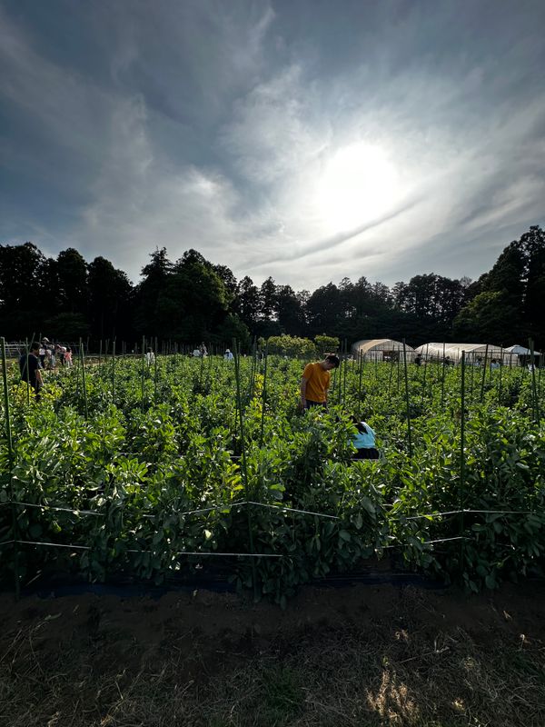 日本・千葉県「農園リゾート ザファーム THE FARM」の写真：野菜掘り体験

空豆
ラディッシュ
ロメ...