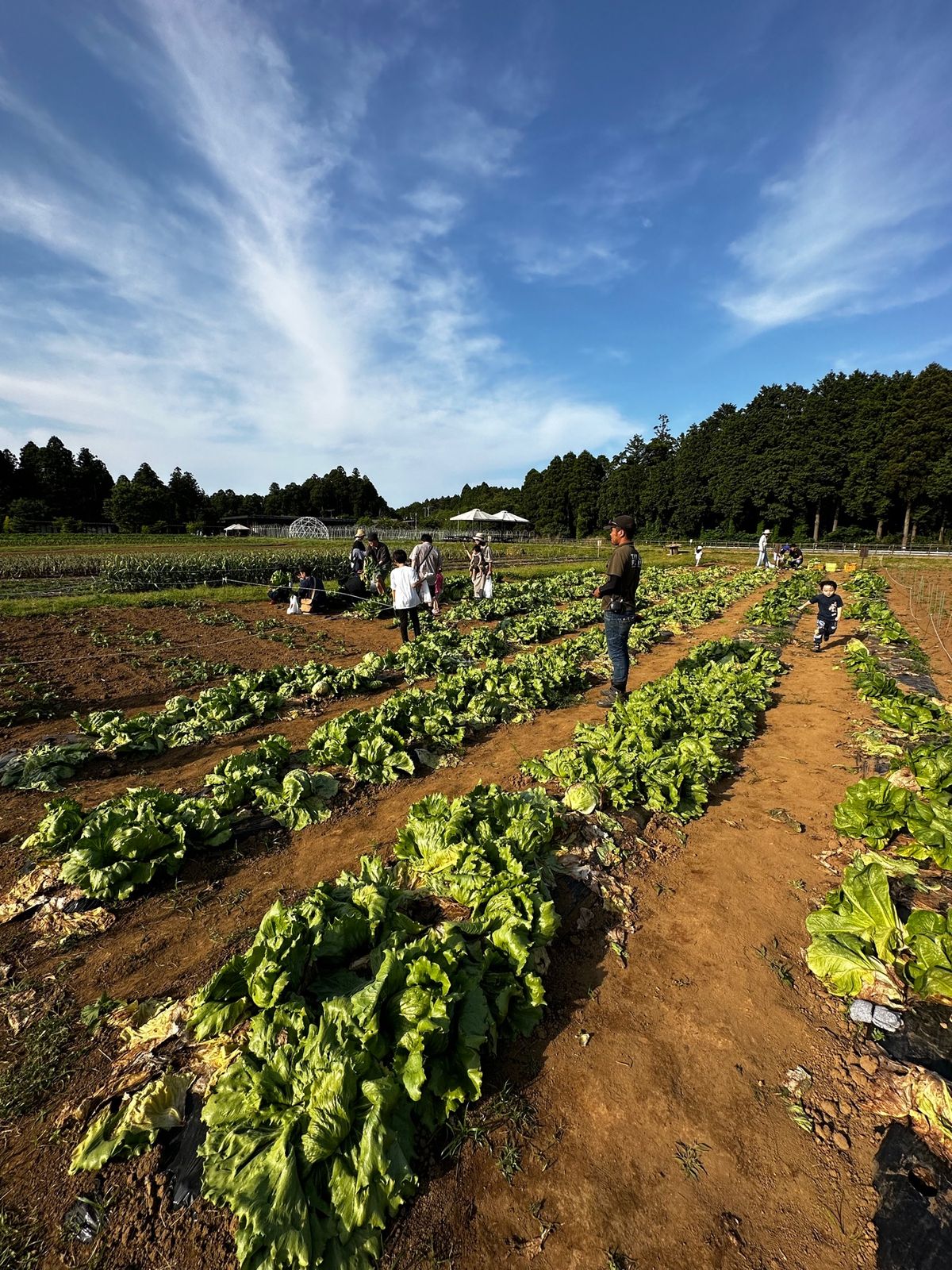 野菜掘り体験

空豆
ラディッシュ
ロメインレタス

宿泊するとチケットも...