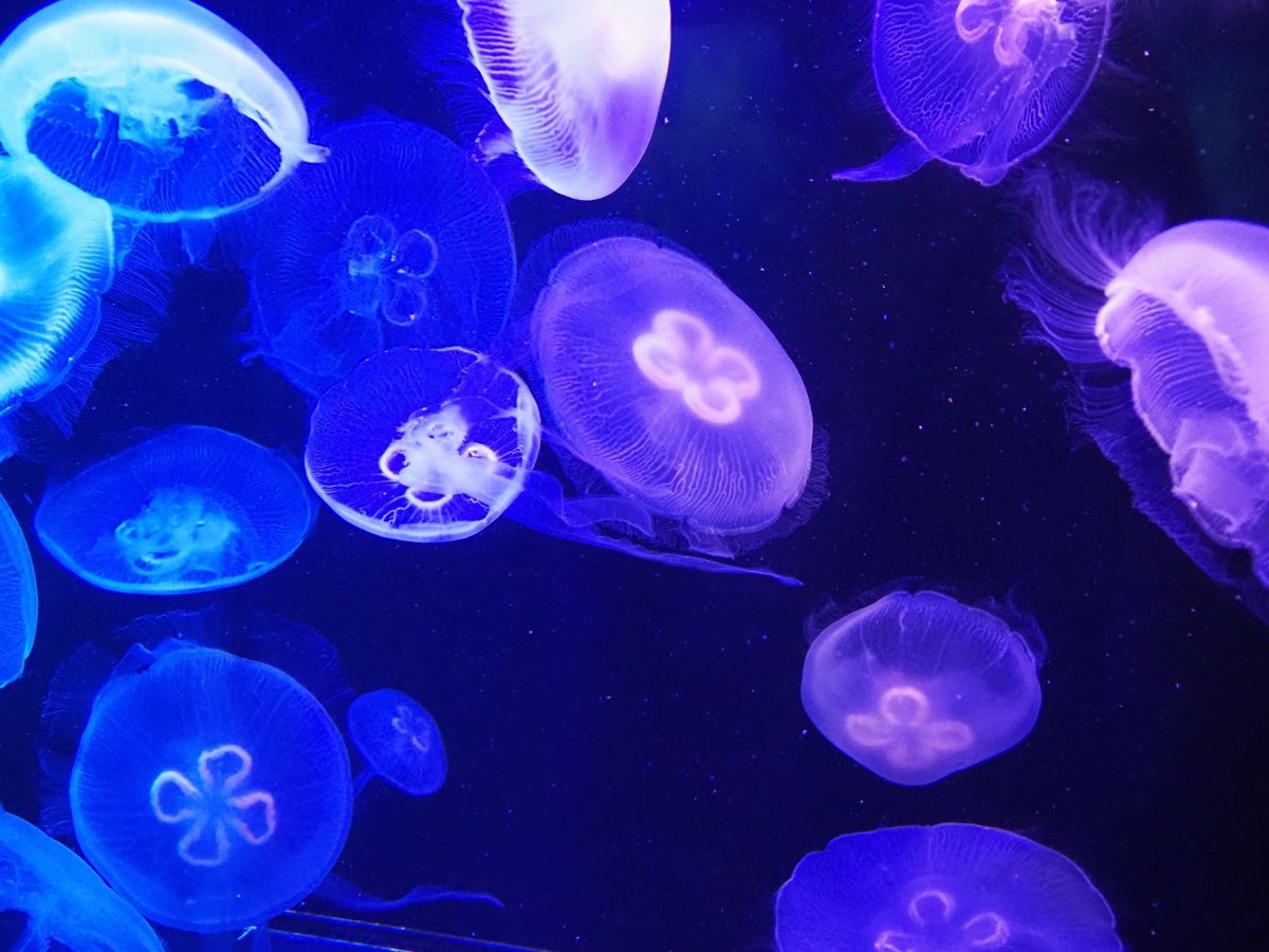 マリンワールド海の中道🏖
3回目！
何度来てもここは楽しい〜！
大水槽は迫...