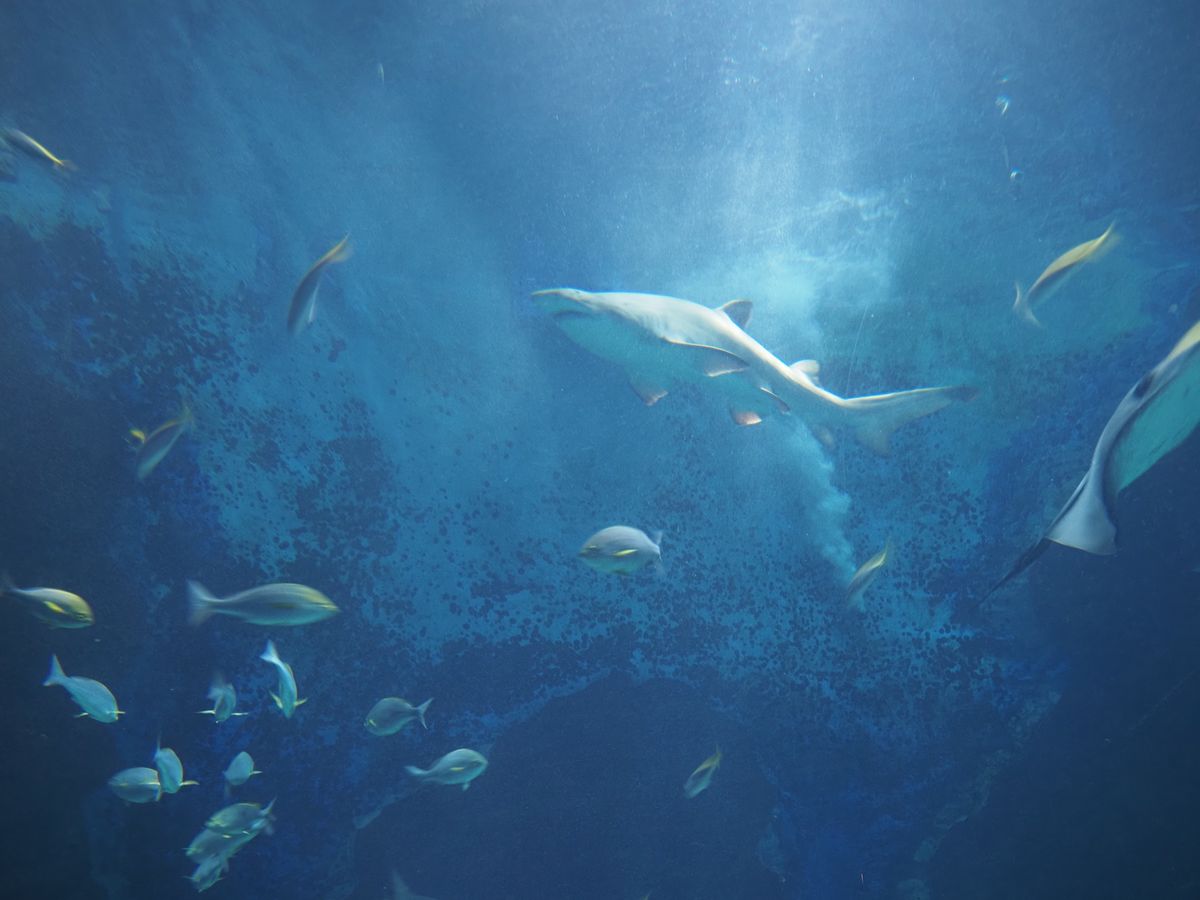 マリンワールド海の中道🏖
3回目！
何度来てもここは楽しい〜！
大水槽は迫...