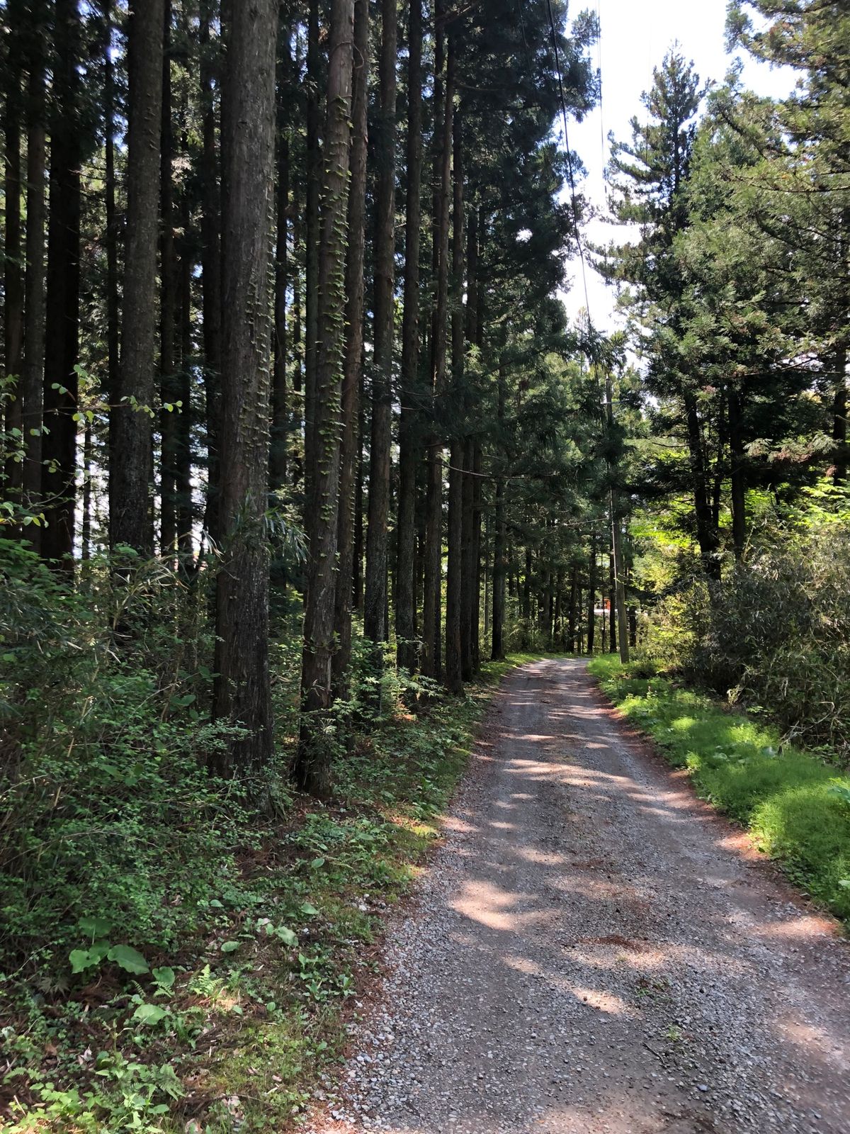 那須高原の新緑の景色   カフェの座席から見える美しい緑の景色✨