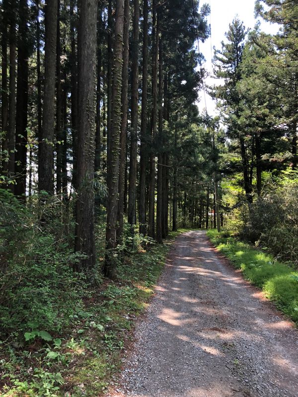 日本・栃木県日光市「日光東照宮と那須高原」の写真：那須高原の新緑の景色   カフェの座席か...