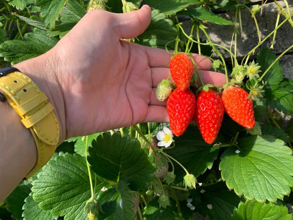 日本・静岡県「いちご🍓狩り」の写真：in東照宮
