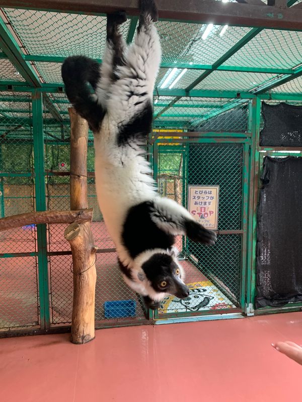 日本・栃木県「モンキーと触れ合い」の写真：可愛かった*\(^o^)/*