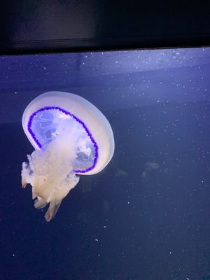 鶴亀市立加茂水族館