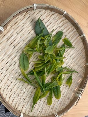 黄金の茶の間　最高😀