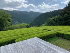 黄金の茶の間　最高😀