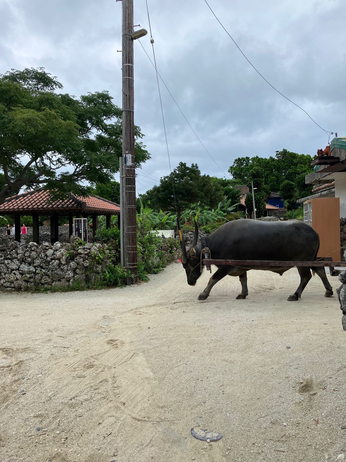 竹富島でサイクリングしました。
天気はギリギリ雨が降ってないけど、今にも降...
