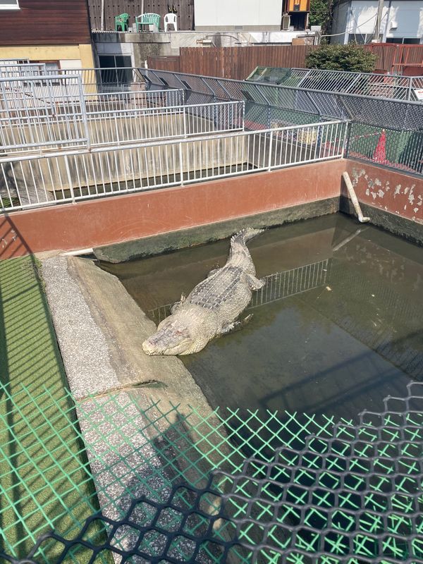 日本・鹿児島県「🥑九州縦断の旅🥑」の写真