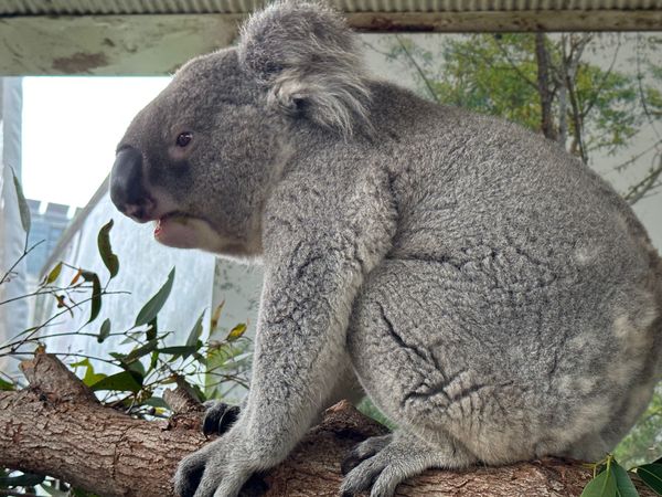 オーストラリア連邦・シドニー「オーストラリア旅行」の写真：8/14
ワイルドライフシドニーとシーラ...