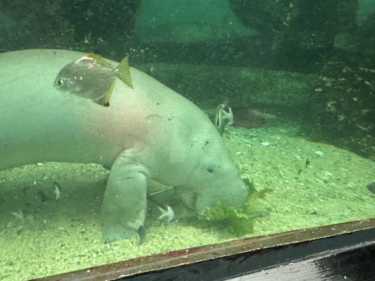 8/14
ワイルドライフシドニーとシーライフシドニー