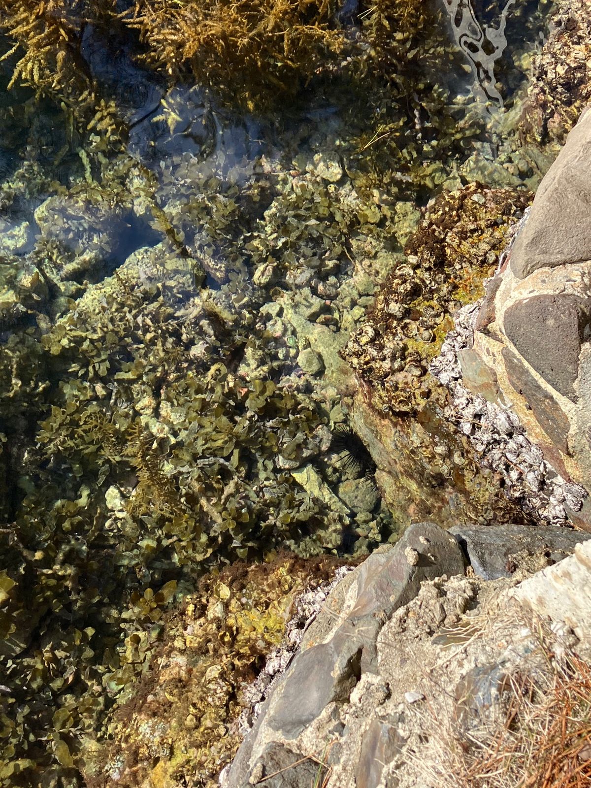 釣り桟橋で生き物探し🎣