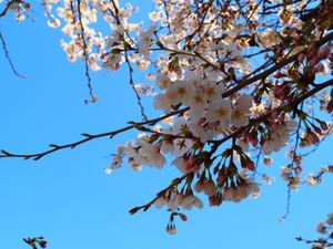 高山の桜。
昼バージョン