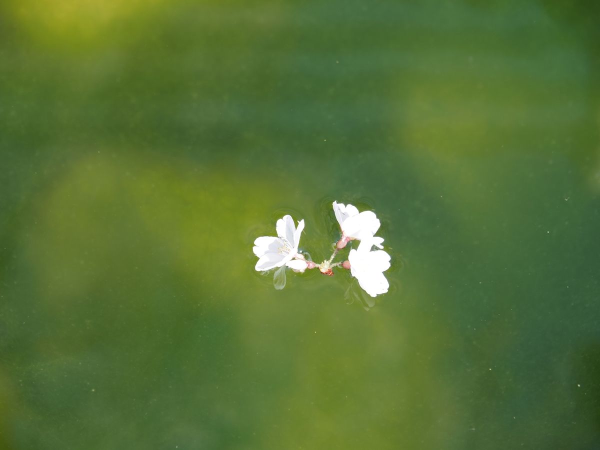 高山の桜。
昼バージョン