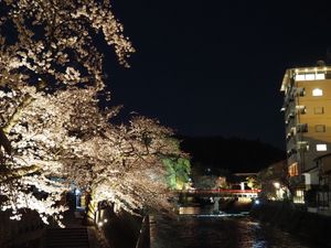 高山の桜。
夜バージョン