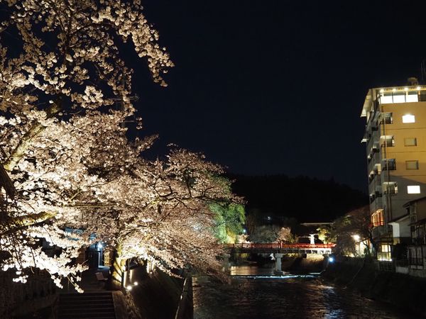 日本・高山「岐阜県（春の飛騨高山帰省）」の写真：高山の桜。
夜バージョン