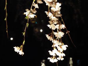 高山の桜。
夜バージョン