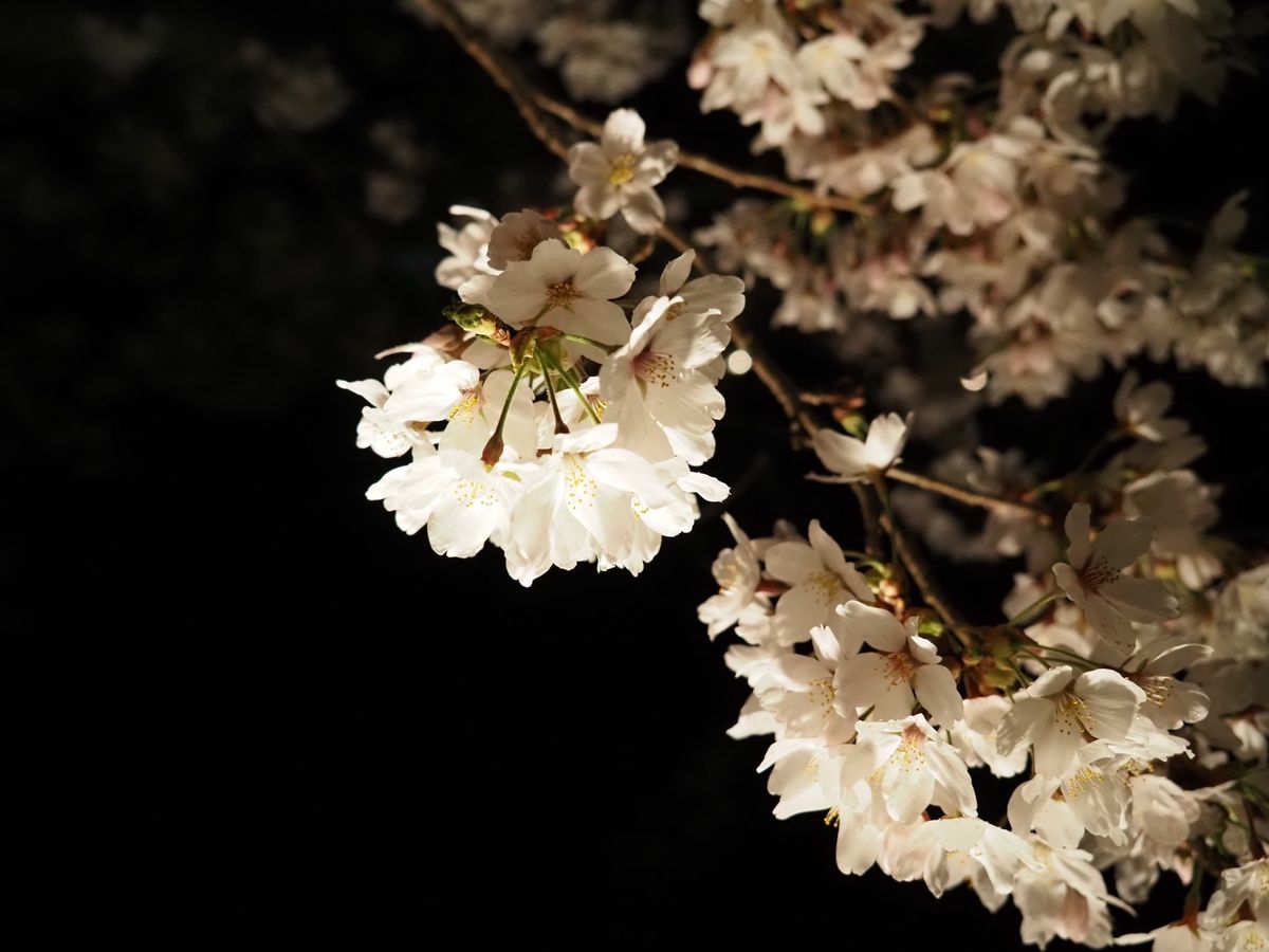高山の桜。
夜バージョン