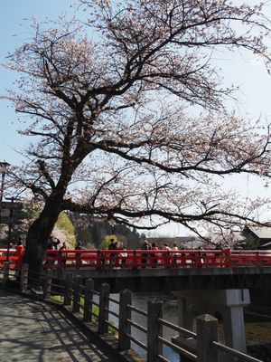 高山の桜。
昼バージョン