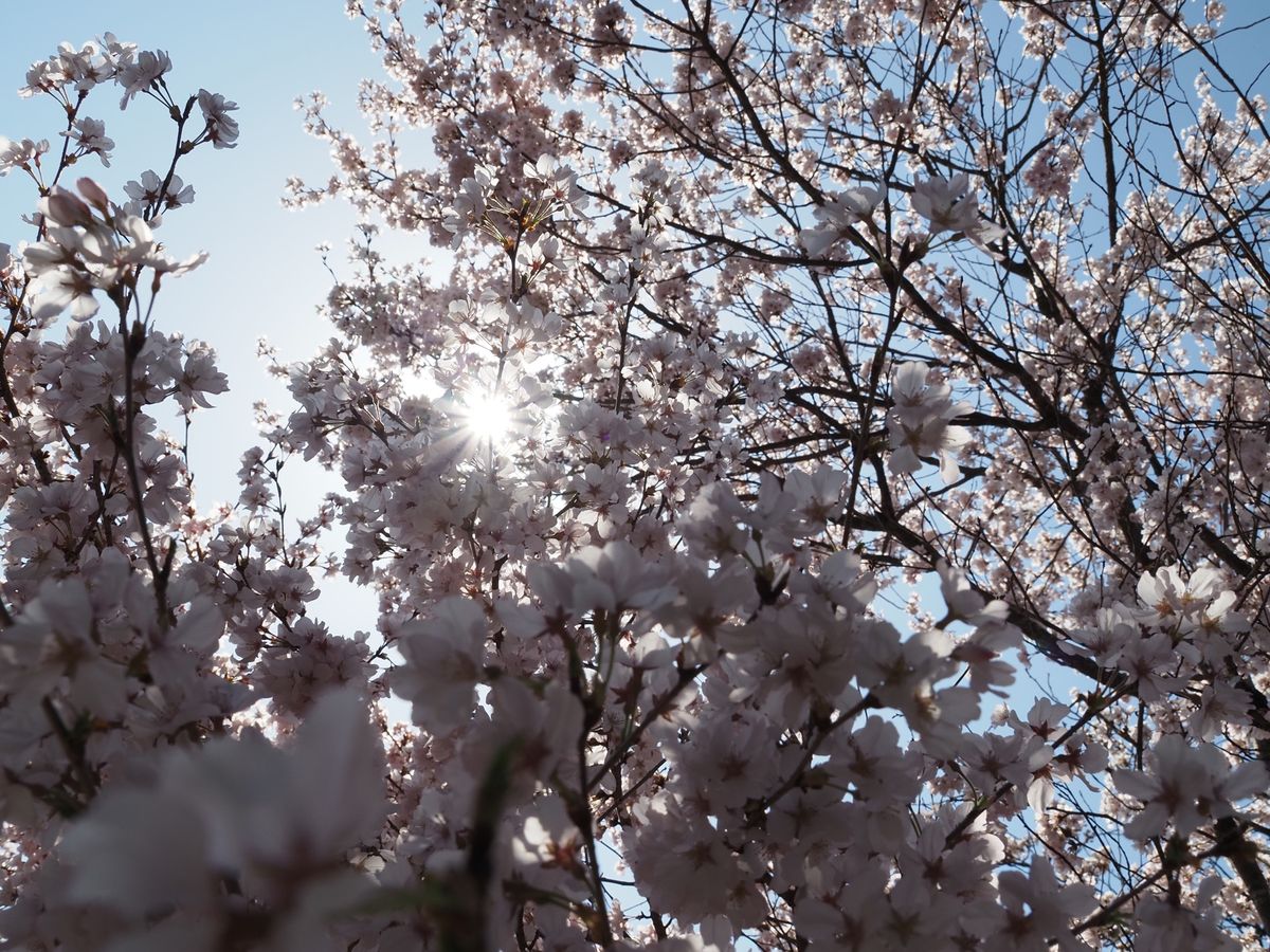 高山の桜。
昼バージョン