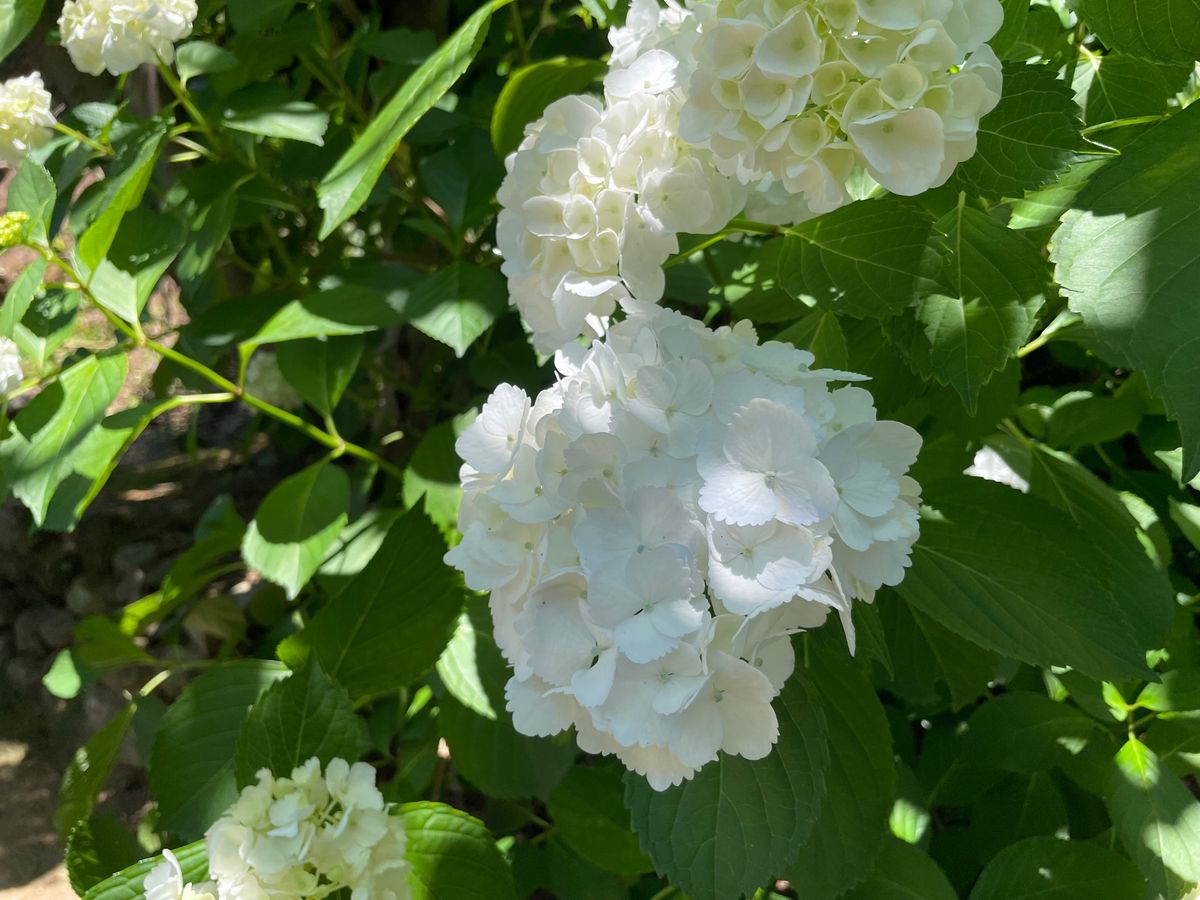 境内にも色とりどりの紫陽花が咲いていました。これからがちょうど見頃と言う感...