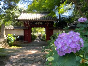 松平家の菩提寺である瑞雲山本光寺へ。境内へと続く紫陽花の小径が綺麗です。