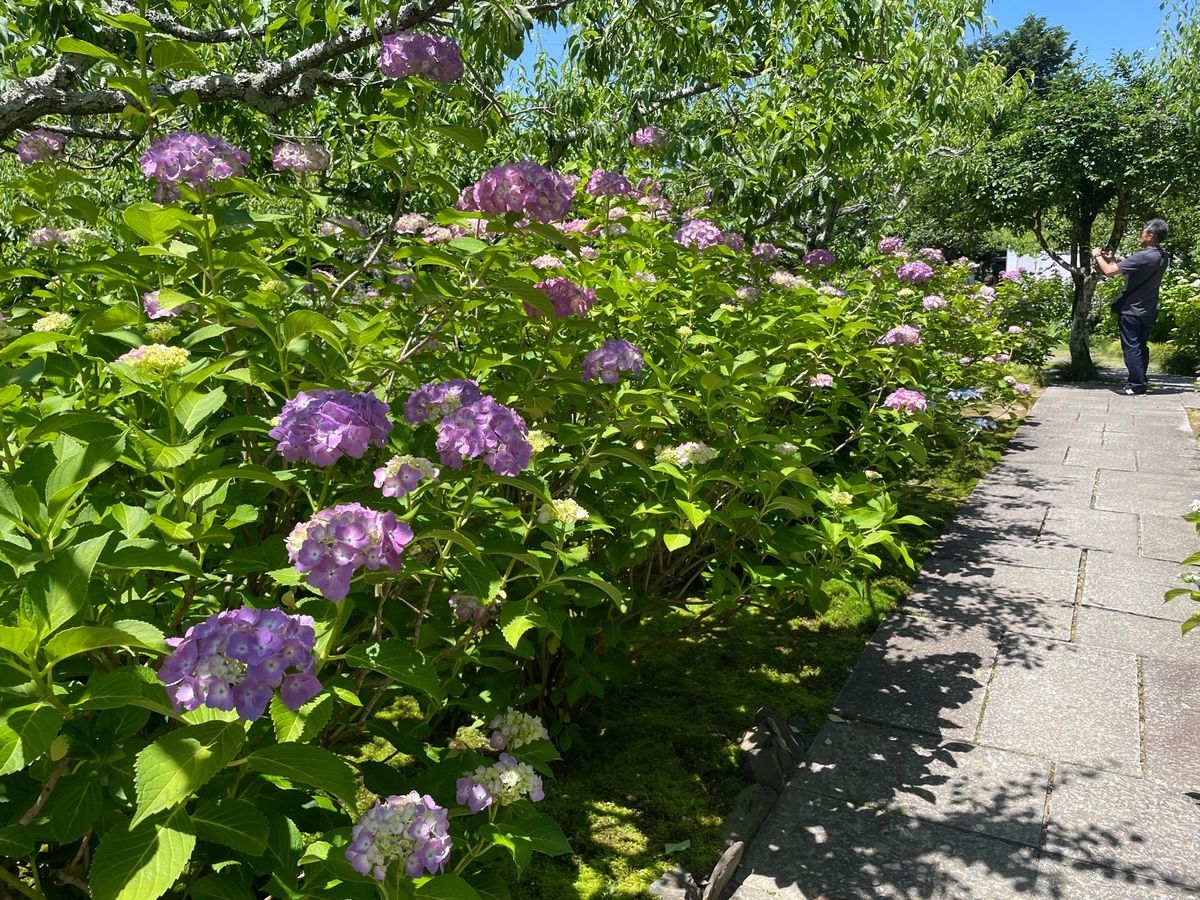 境内にも色とりどりの紫陽花が咲いていました。これからがちょうど見頃と言う感...