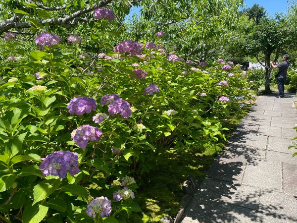 日本・愛知県「「どうする家康」岡崎プチ旅行。」の写真：境内にも色とりどりの紫陽花が咲いていまし...