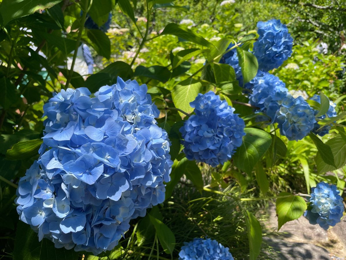 境内にも色とりどりの紫陽花が咲いていました。これからがちょうど見頃と言う感...