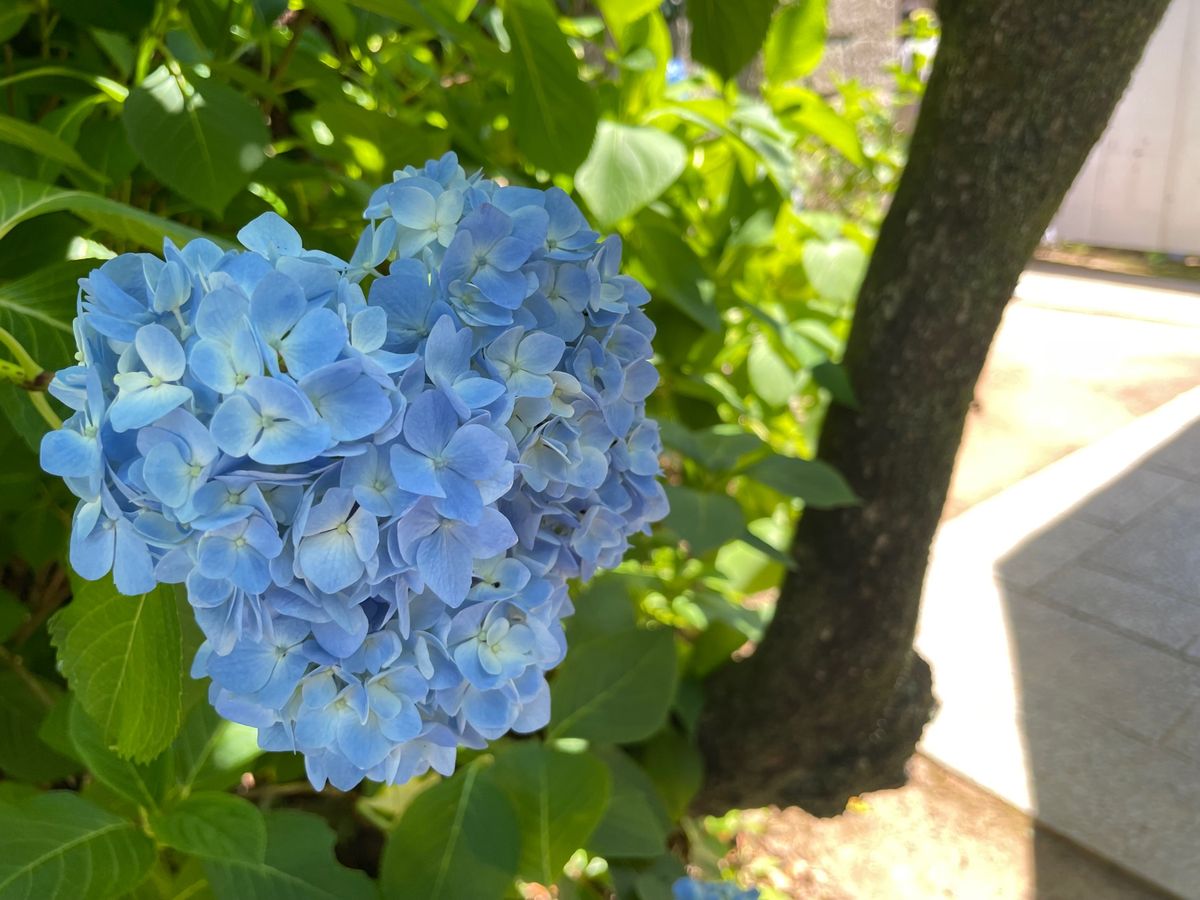境内にも色とりどりの紫陽花が咲いていました。これからがちょうど見頃と言う感...