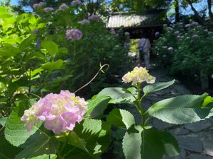 松平家の菩提寺である瑞雲山本光寺へ。境内へと続く紫陽花の小径が綺麗です。