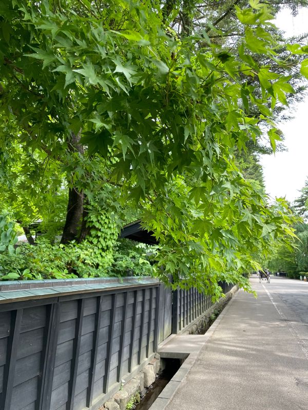 日本・角館「角館」の写真