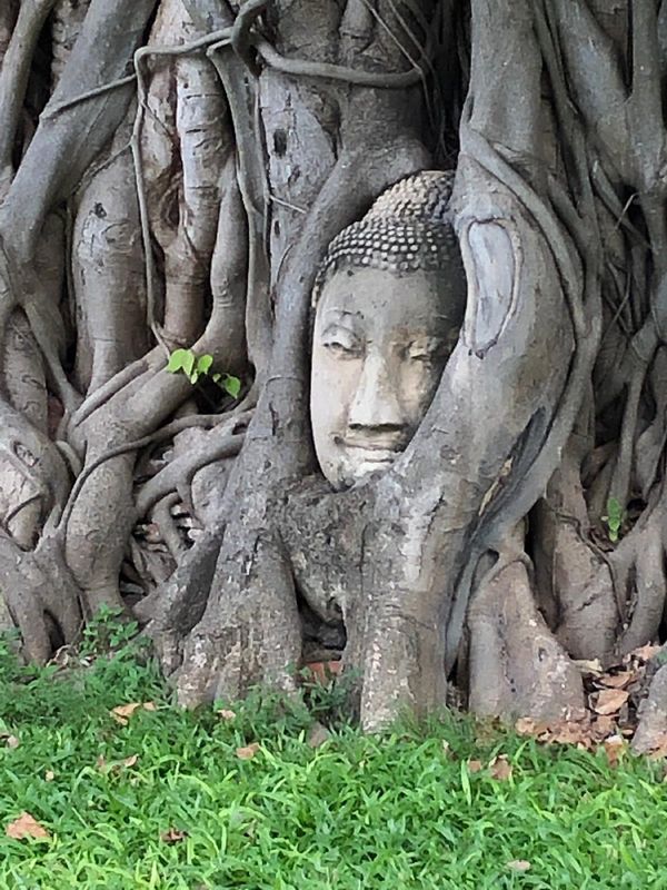 タイ「タイ」の写真